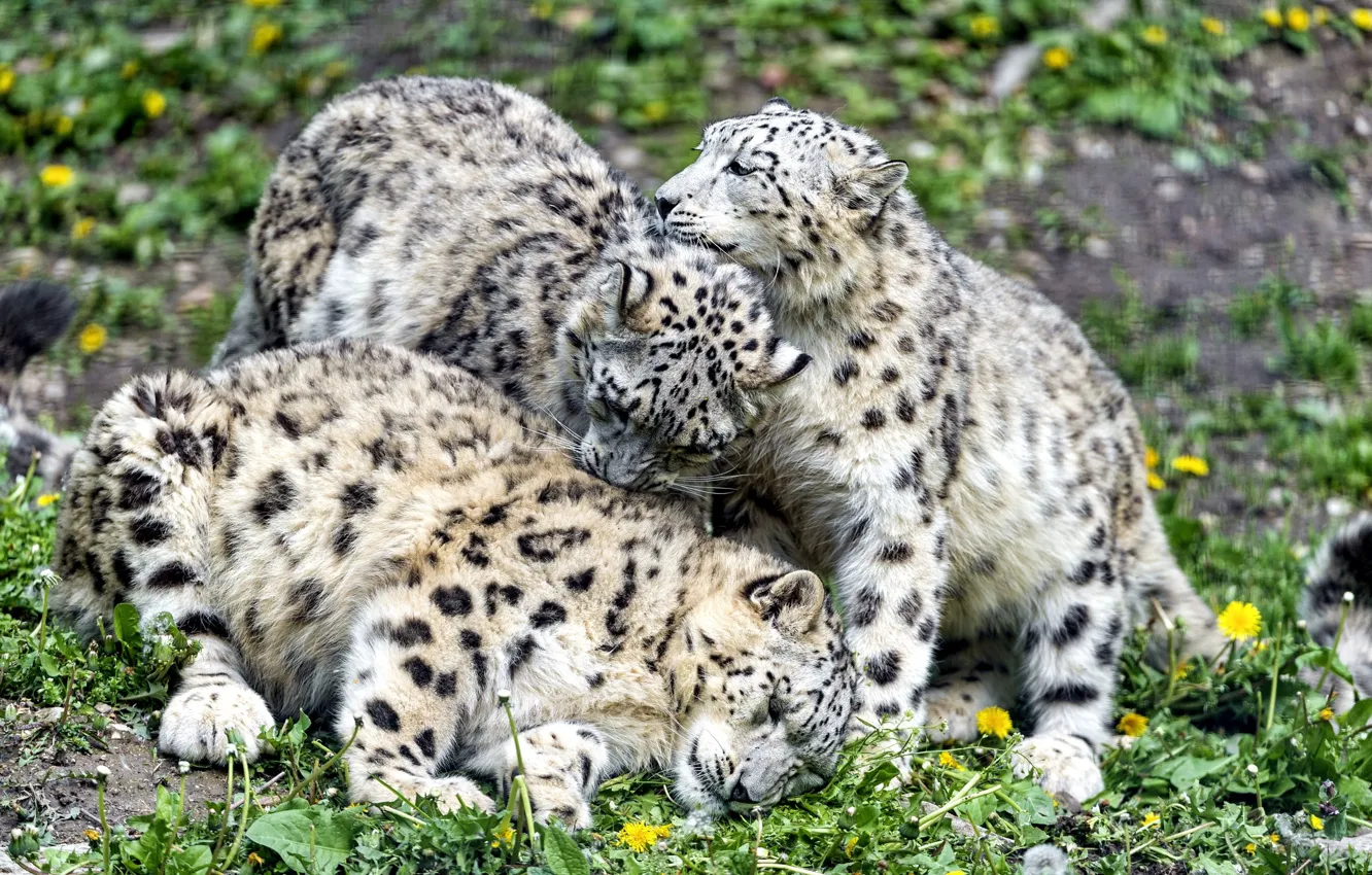 Photo wallpaper kittens, IRBIS, snow leopard