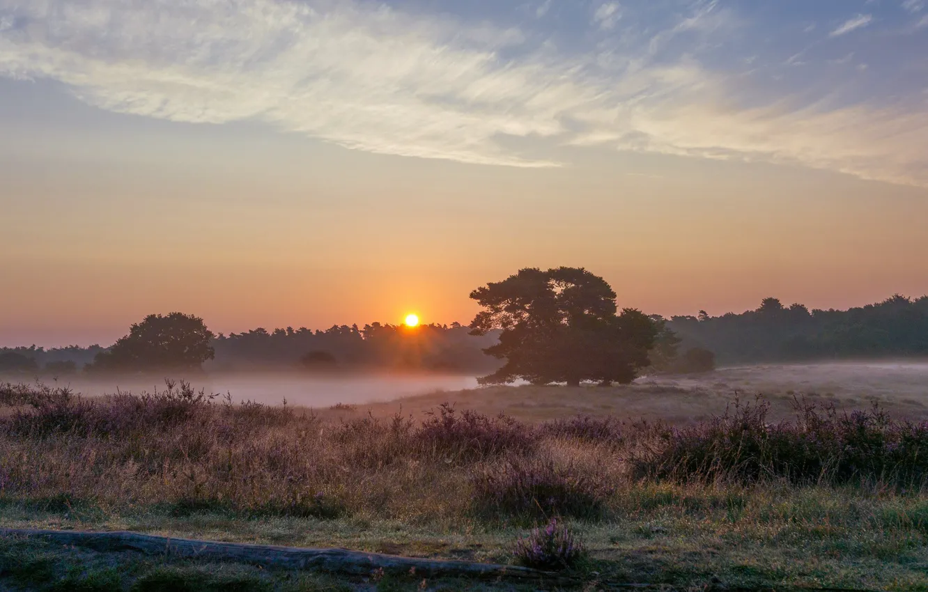 Photo wallpaper field, clouds, trees, sunset, nature, fog, dawn, the evening