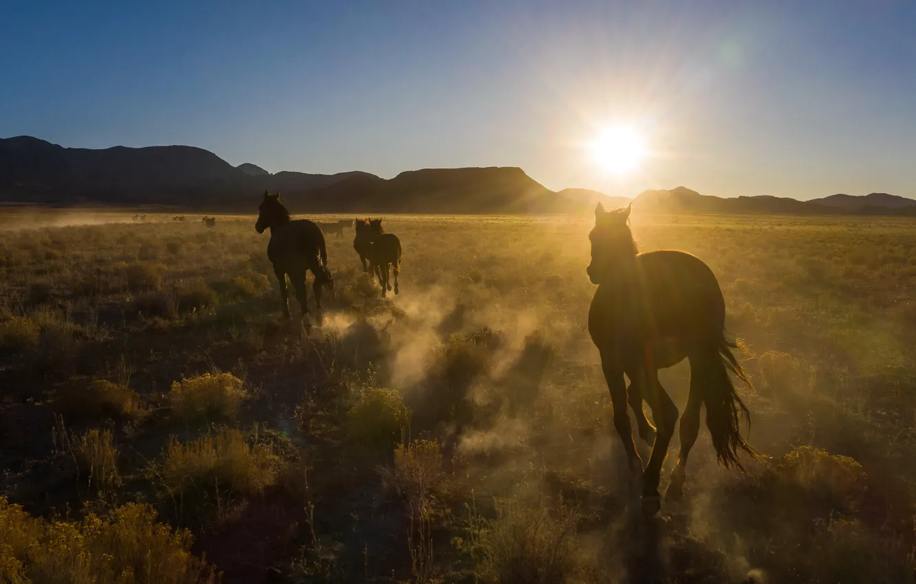 Photo wallpaper Sunrise, Nevada, Desert, Wild Horses