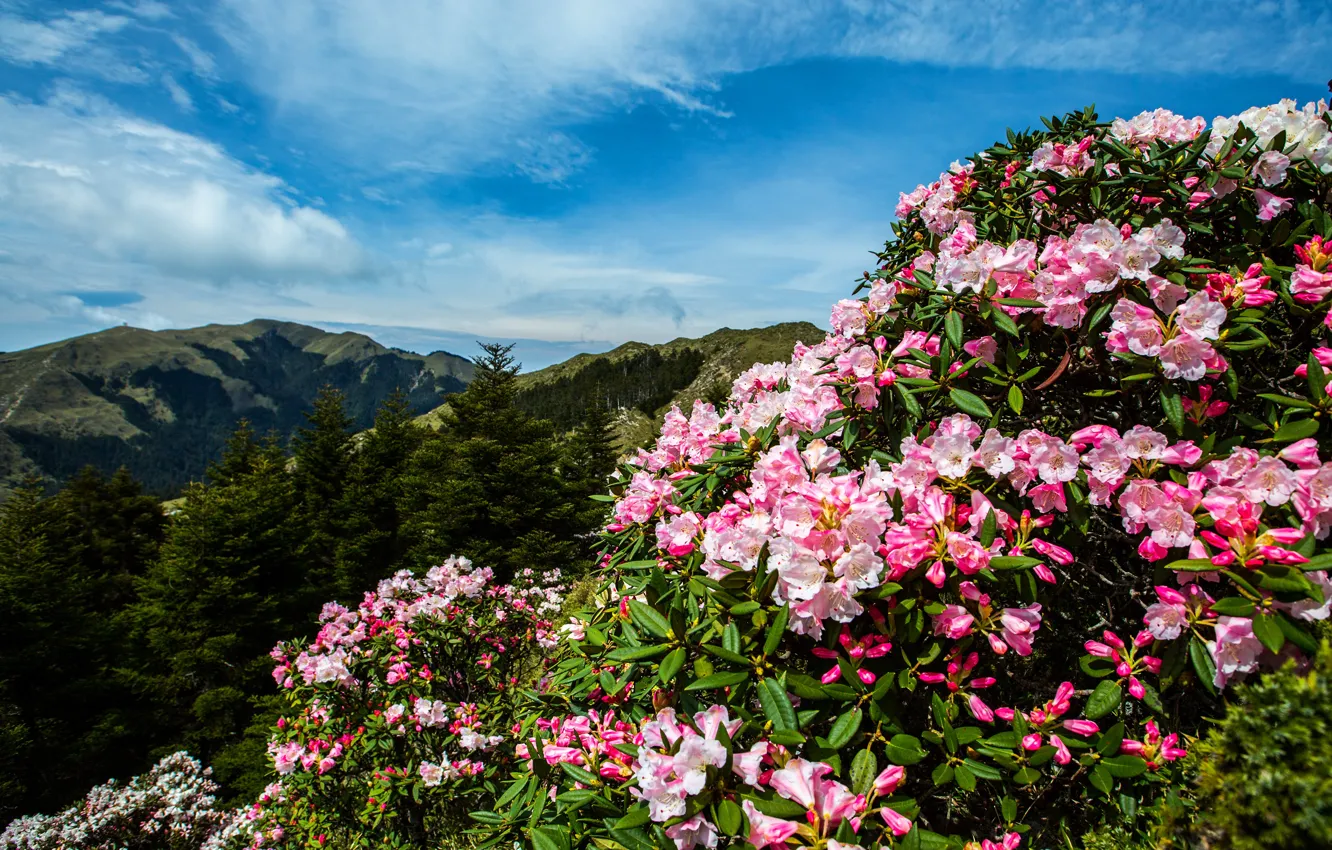 Photo wallpaper forest, summer, leaves, clouds, flowers, mountains, blue, hills