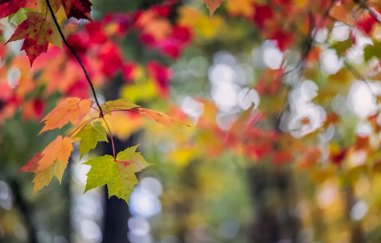 Photo wallpaper autumn, leaves, nature