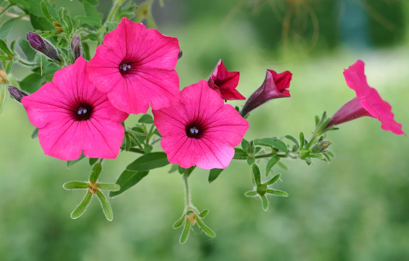 Photo wallpaper leaves, flowers, nature, petals, Petunia