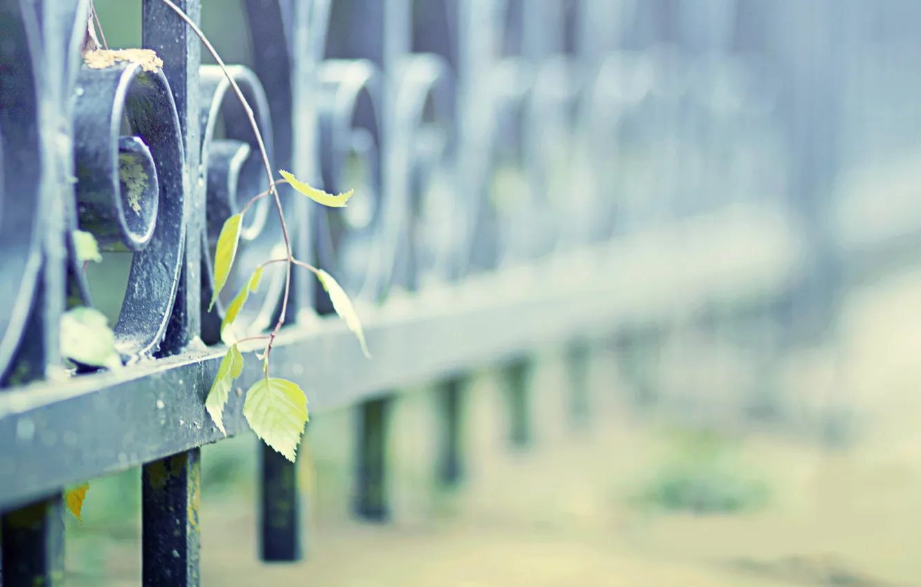 Photo wallpaper leaves, metal, steel, the fence, plant, fence, iron, fence wallpappers