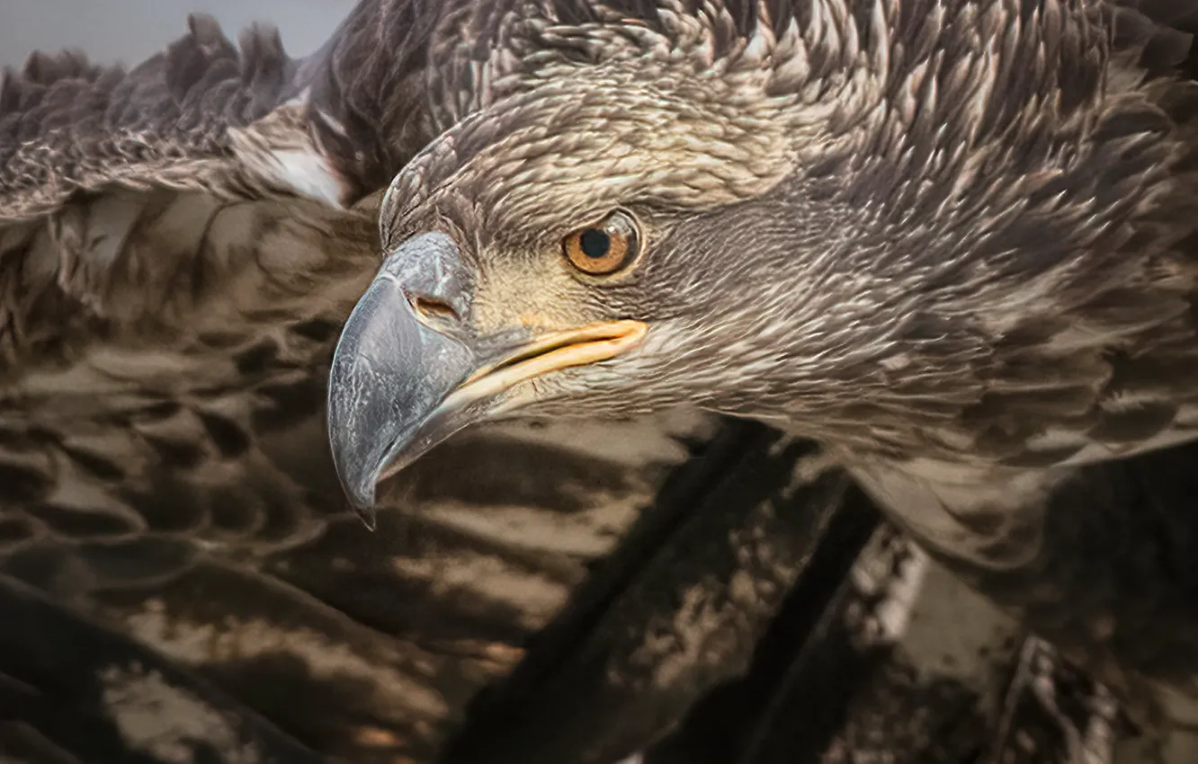 Photo wallpaper bird, head, beak, hawk, Bald eagle