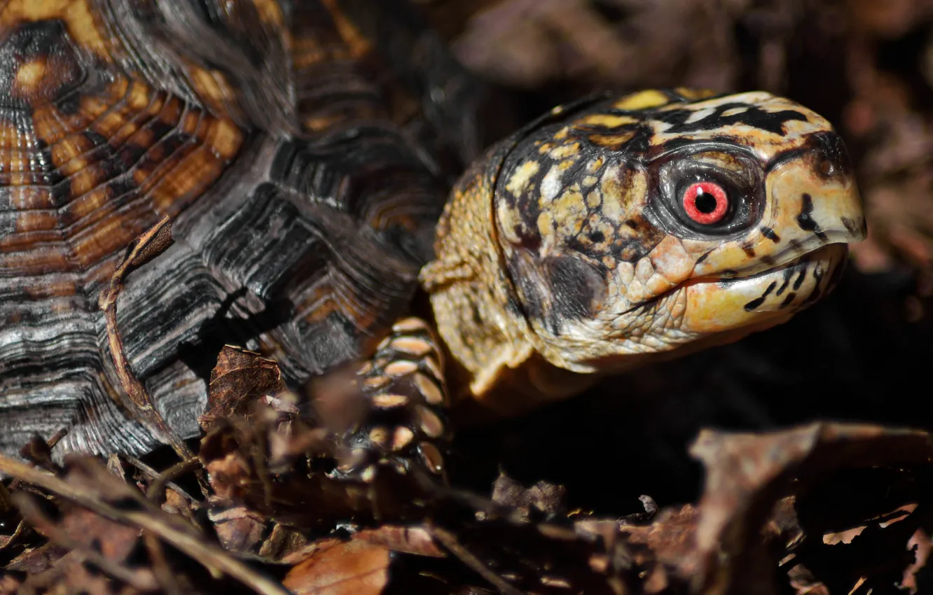 Photo wallpaper nature, turtle, dry leaves, by Nushaa