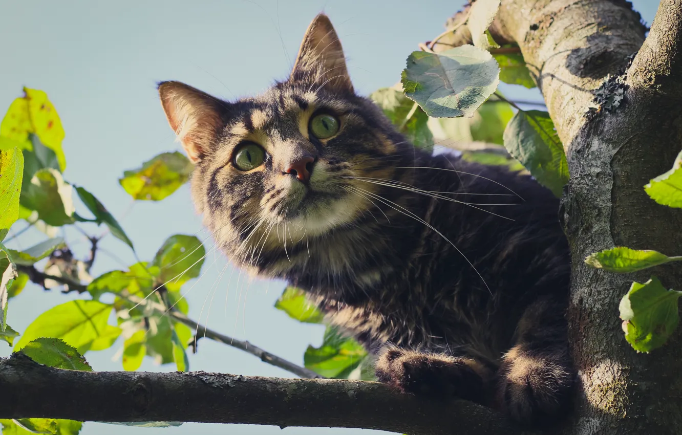 Photo wallpaper eyes, cat, look, tree, Koshak