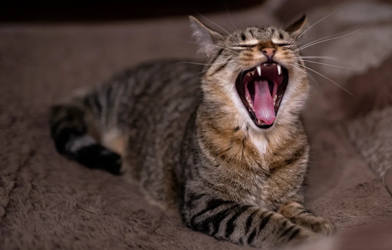 Photo wallpaper language, cat, cat, grey, mouth, lies, striped