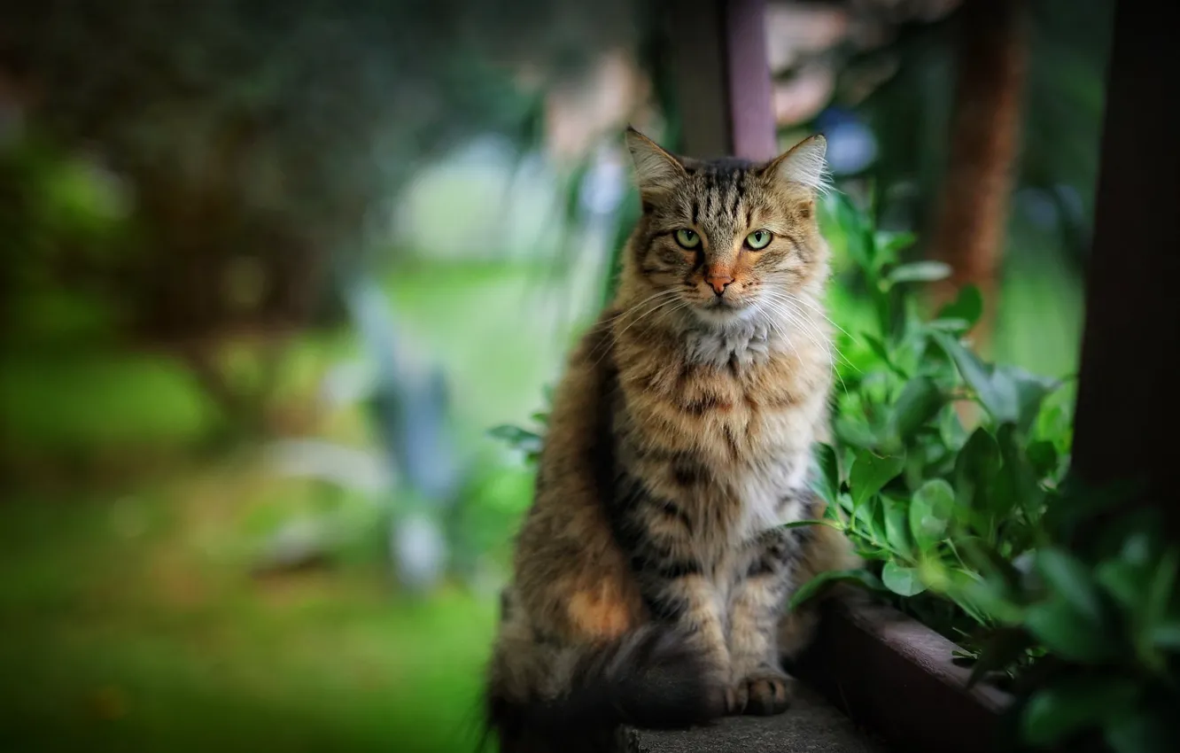 Photo wallpaper cat, cat, nature