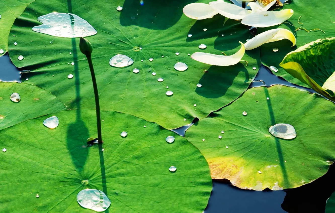 Photo wallpaper leaves, water, drops, Lily