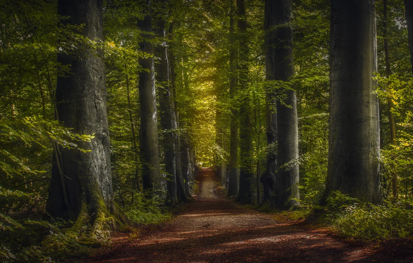 Photo wallpaper road, greens, forest, trees