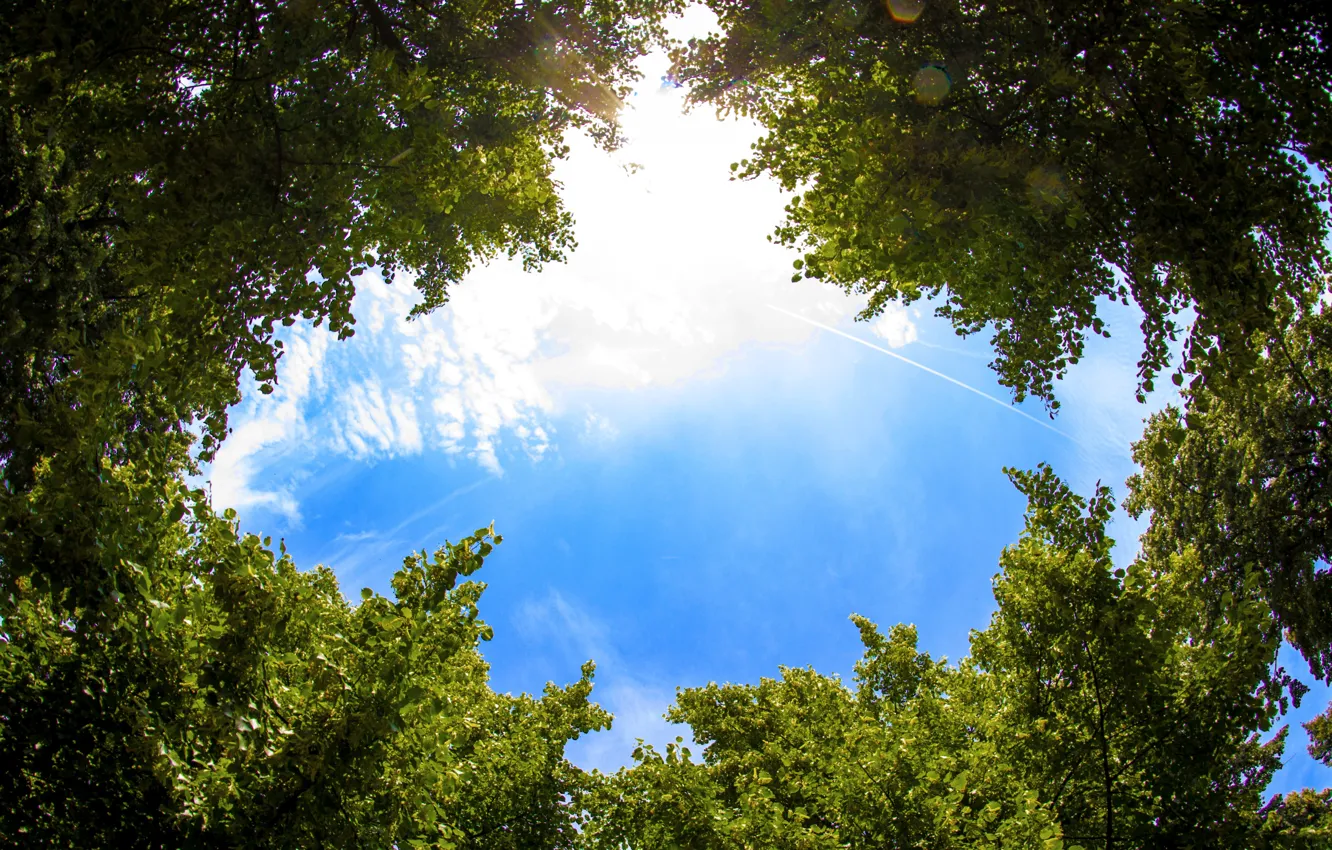 Photo wallpaper the sky, leaves, clouds, trees, sky, trees, clouds, leaves