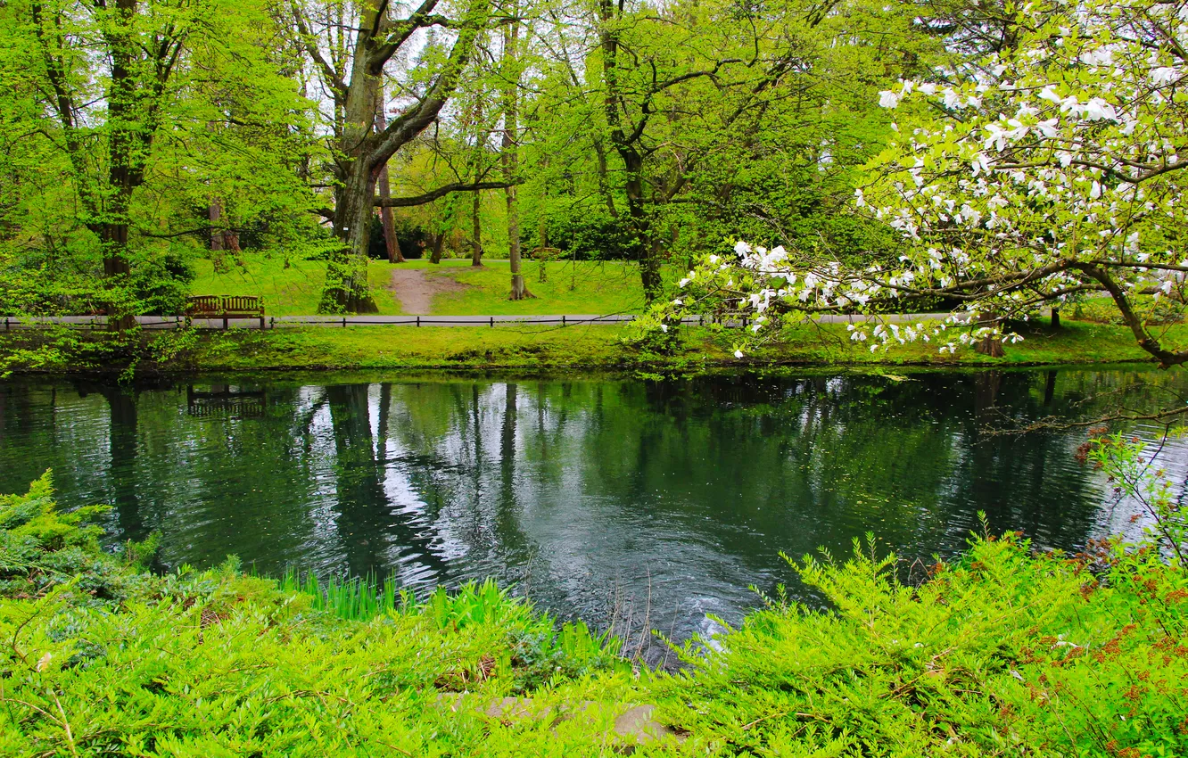Photo wallpaper park, lake, tree, spring, pond