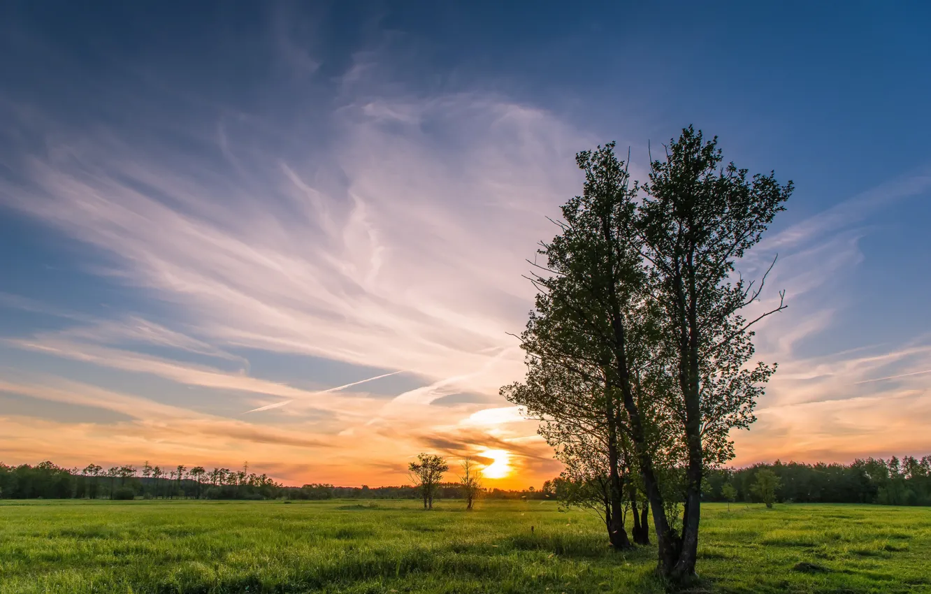 Photo wallpaper field, trees, sunset
