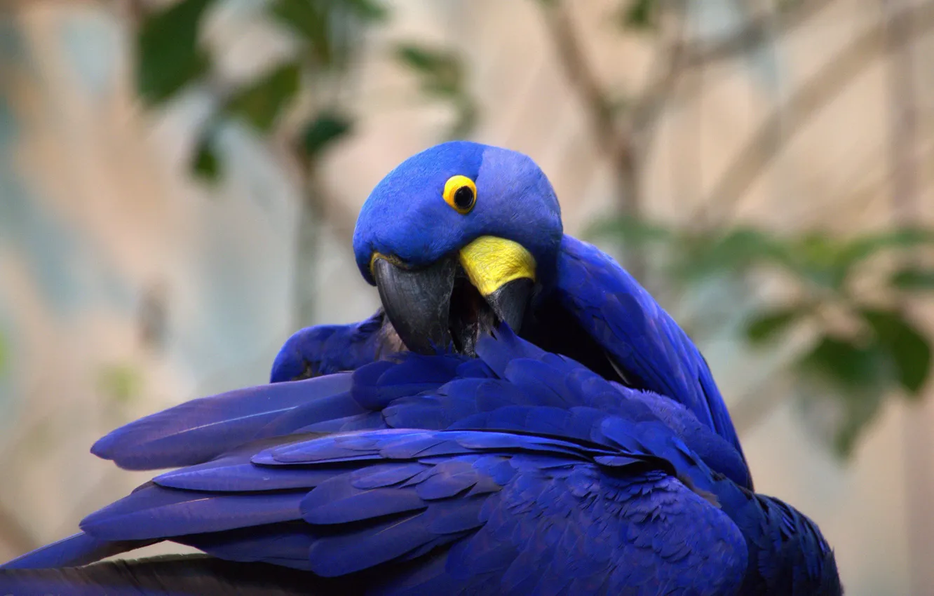 Photo wallpaper feathers, parrot, color, funny, Hyacinth macaw