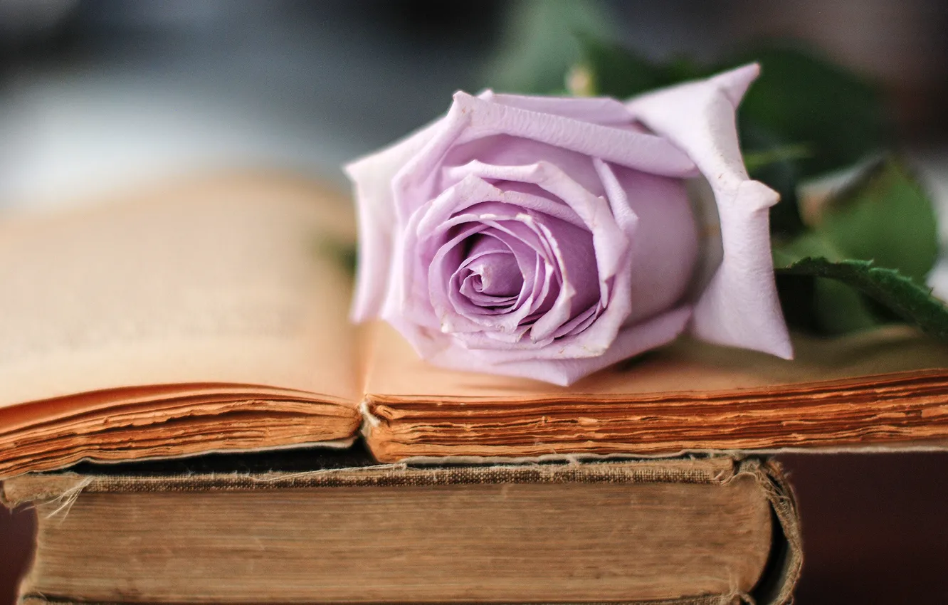 Photo wallpaper flower, lilac, rose, books, old, petals