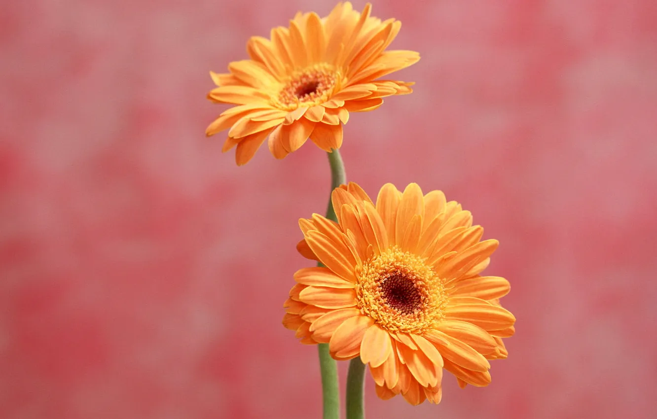 Photo wallpaper petals, stem, pair, gerbera