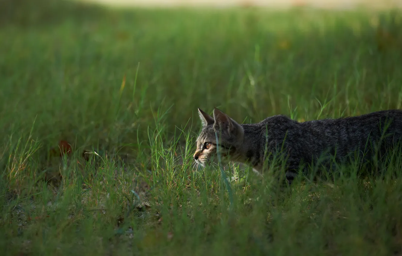 Photo wallpaper cat, grass, hunting