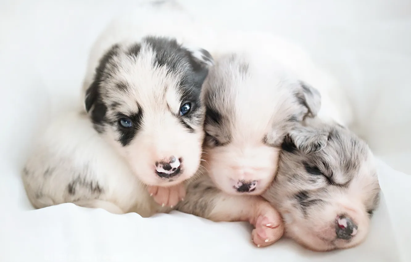 Photo wallpaper background, dog, puppy