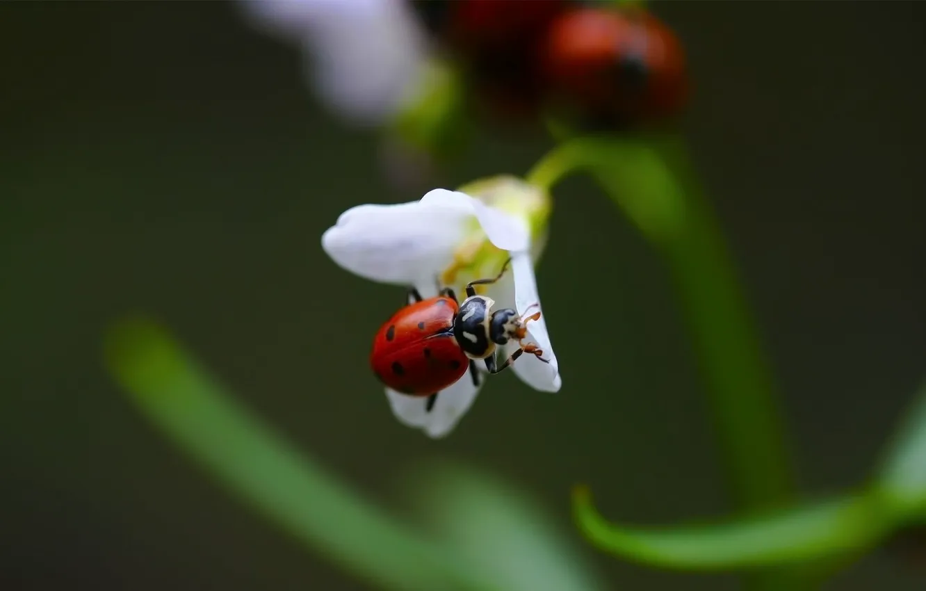 Photo wallpaper white, flowers, ladybug, blur