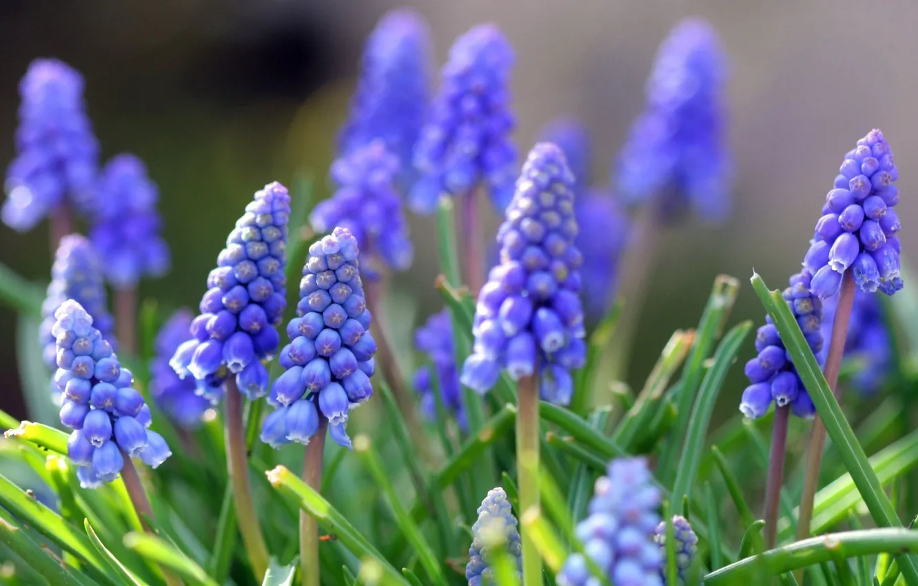 Photo wallpaper grass, macro, flowers, blue, bells