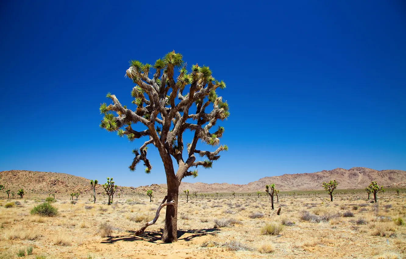 Photo wallpaper the sky, desert, sky, Joshua Tree, Joshua tree, joshua tree national park, desert, trees