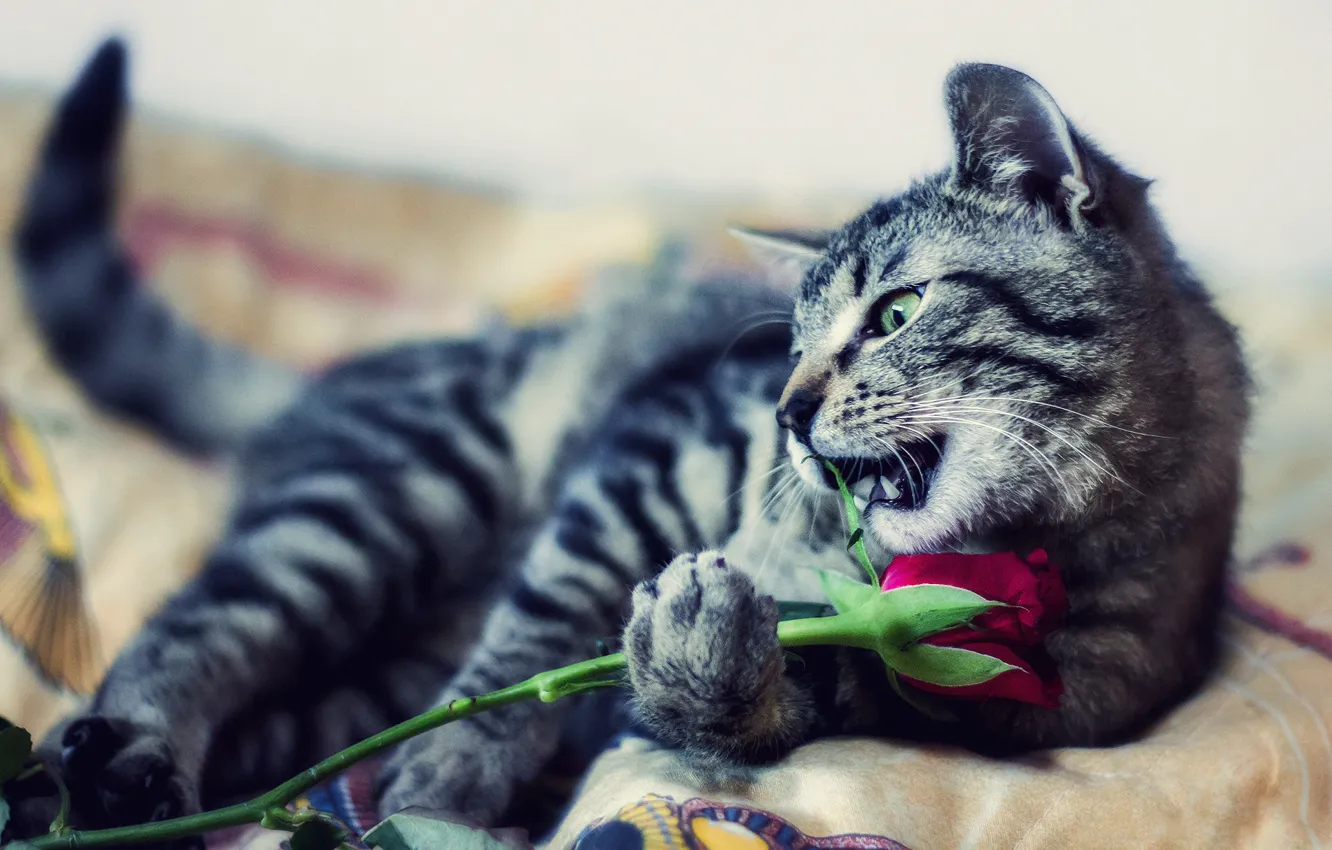 Photo wallpaper cat, flower, cat, look, pose, kitty, grey, the game