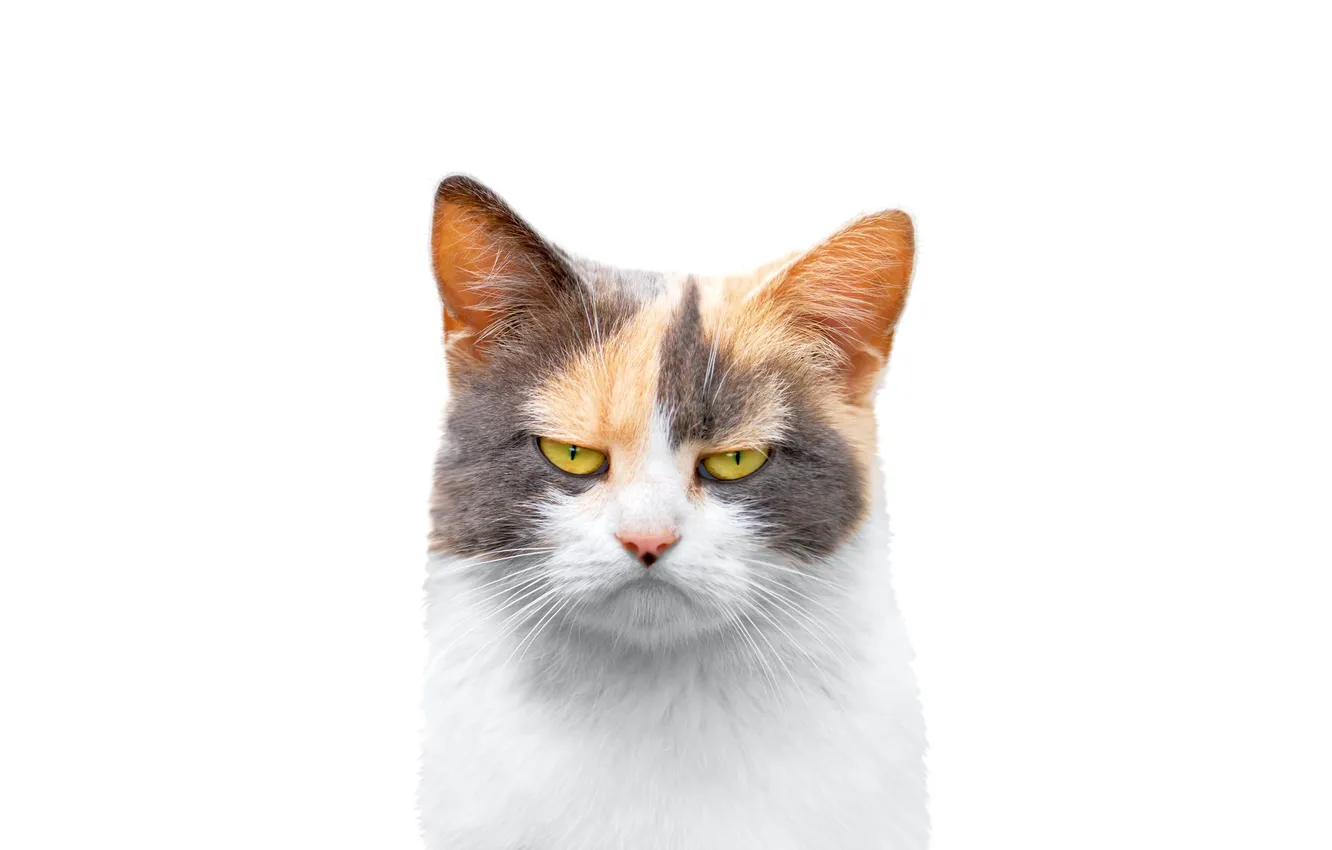 Photo wallpaper cat, white, cat, look, pose, emotions, resentment, portrait