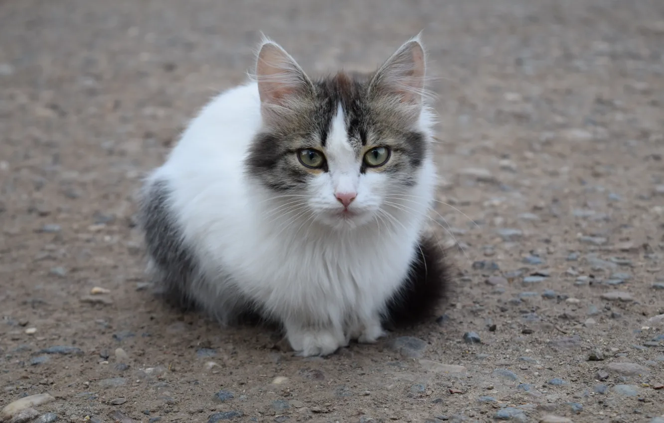 Photo wallpaper cat, asphalt, cute, kitty