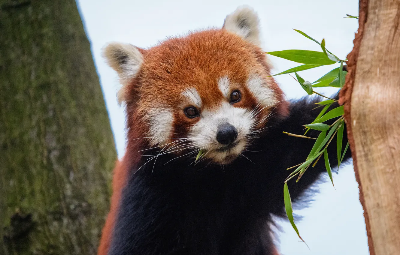 Photo wallpaper trees, nature, background, portrait, red Panda, leaves, face, red Panda