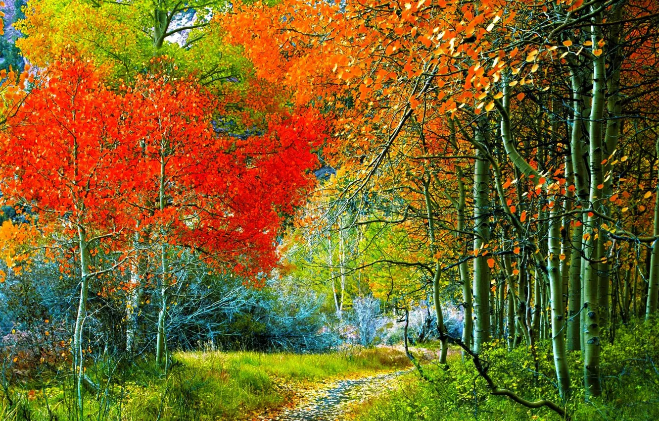 Photo wallpaper autumn, forest, grass, trees, branches, vegetation, foliage, trail