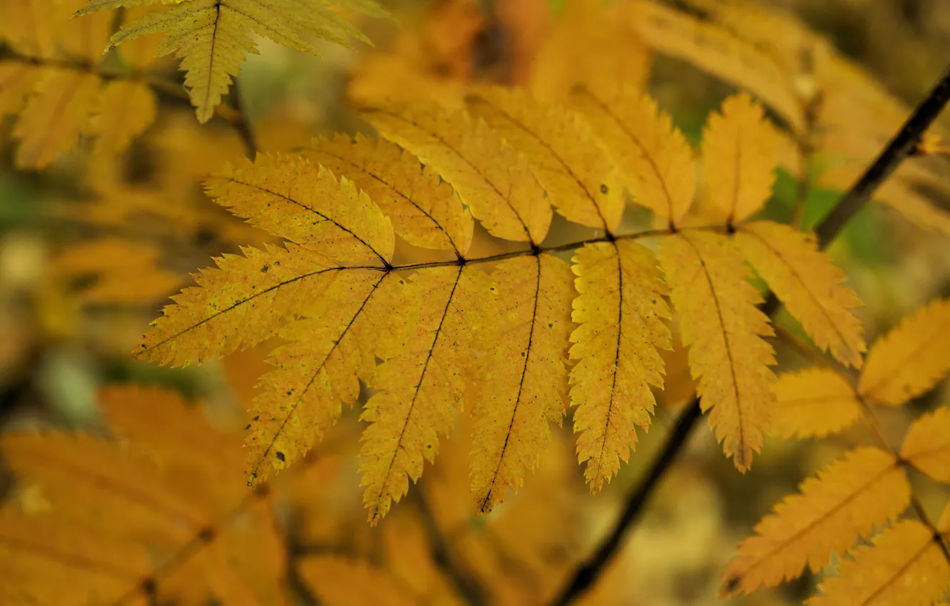 Photo wallpaper autumn, forest, leaves, yellow