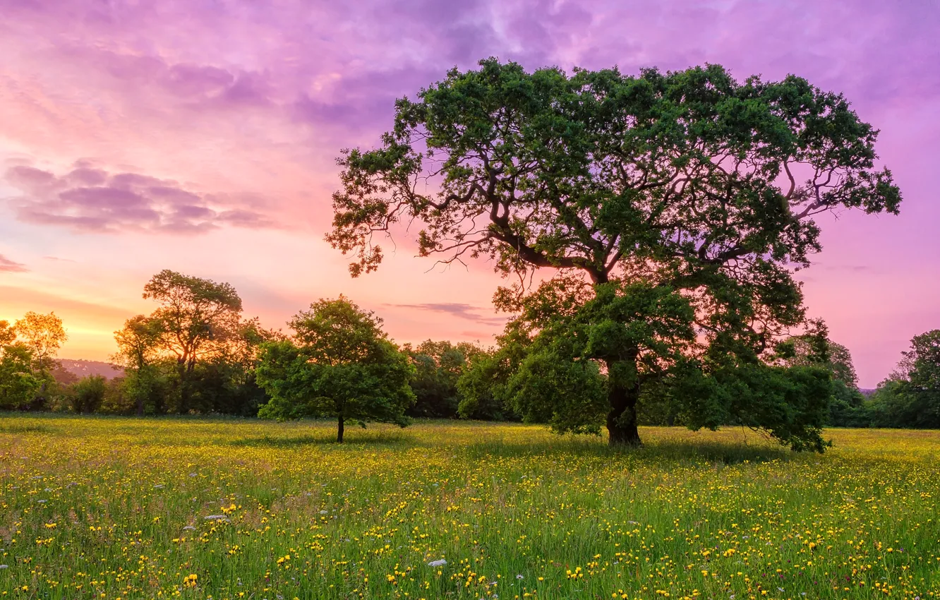 Photo wallpaper the sky, clouds, trees, flowers, meadow