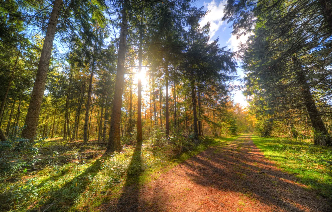 Photo wallpaper road, autumn, forest, trees, sunlight
