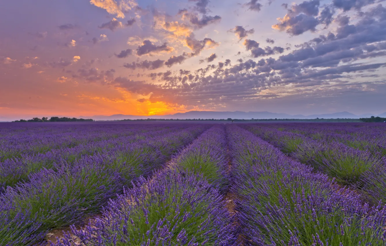 Photo wallpaper field, the sky, sunset, lavender