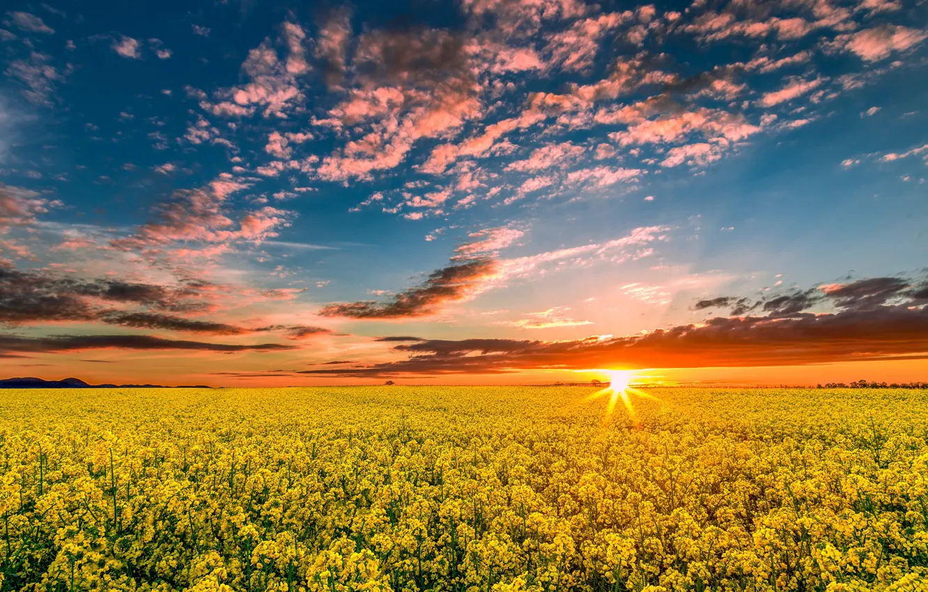 Photo wallpaper field, the sky, the sun, clouds, rays, sunset, yellow, rape
