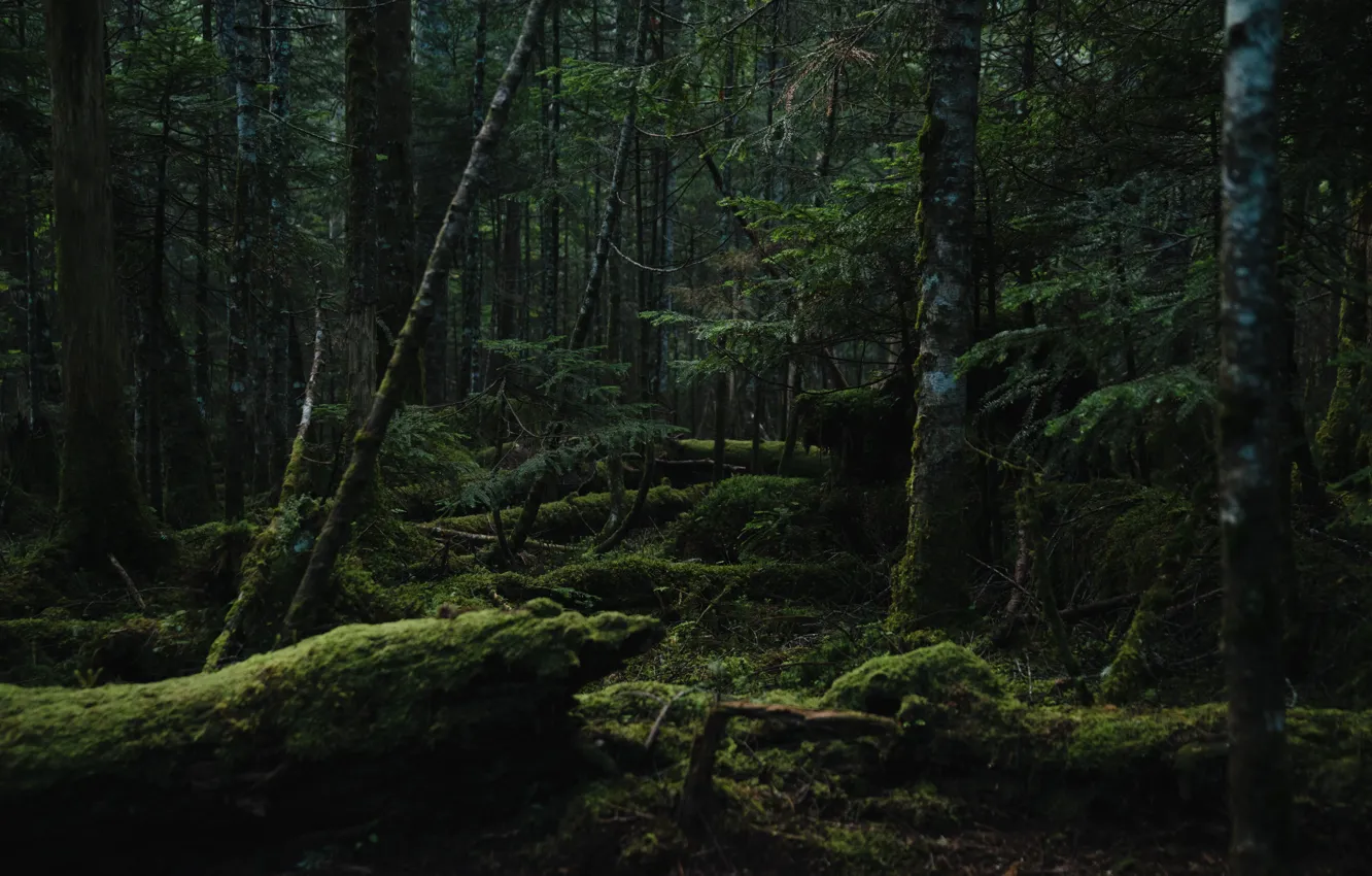 Photo wallpaper forest, trees, nature, moss