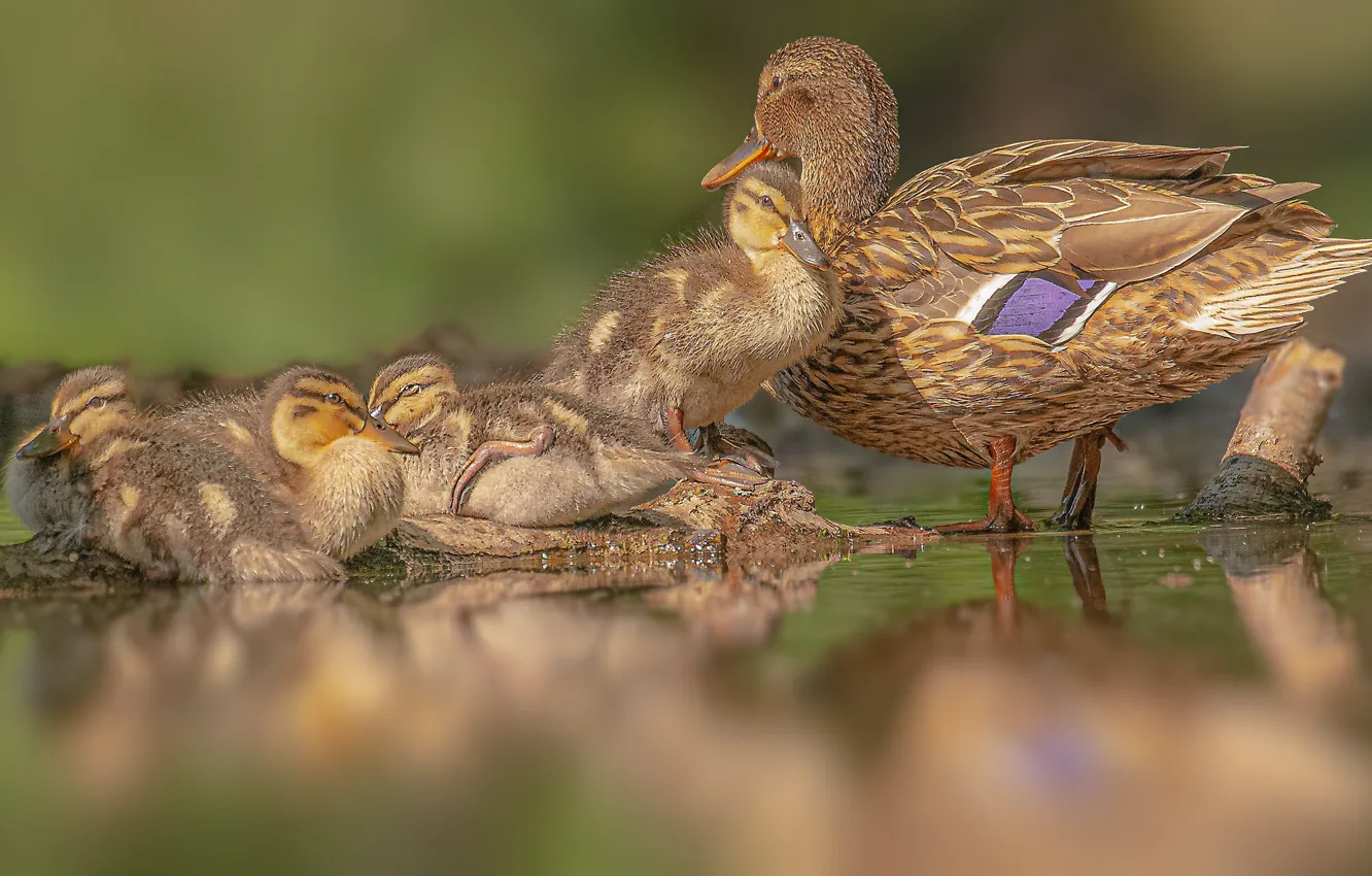Photo wallpaper birds, ducklings, duck, family