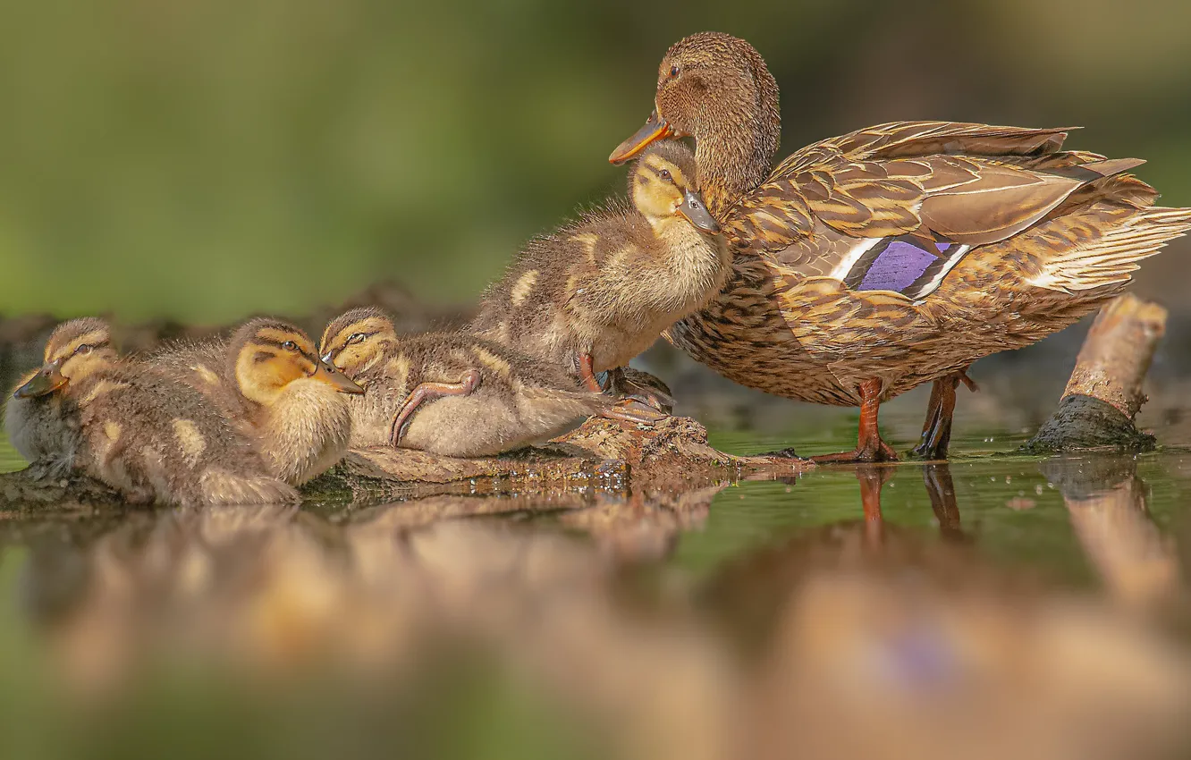 Photo wallpaper bird, duck, duck, family