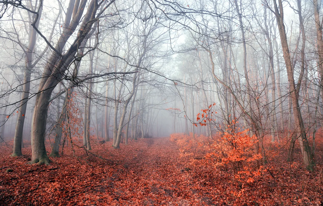 Photo wallpaper autumn, forest, fog, foliage, morning, Radoslaw Dranikowski