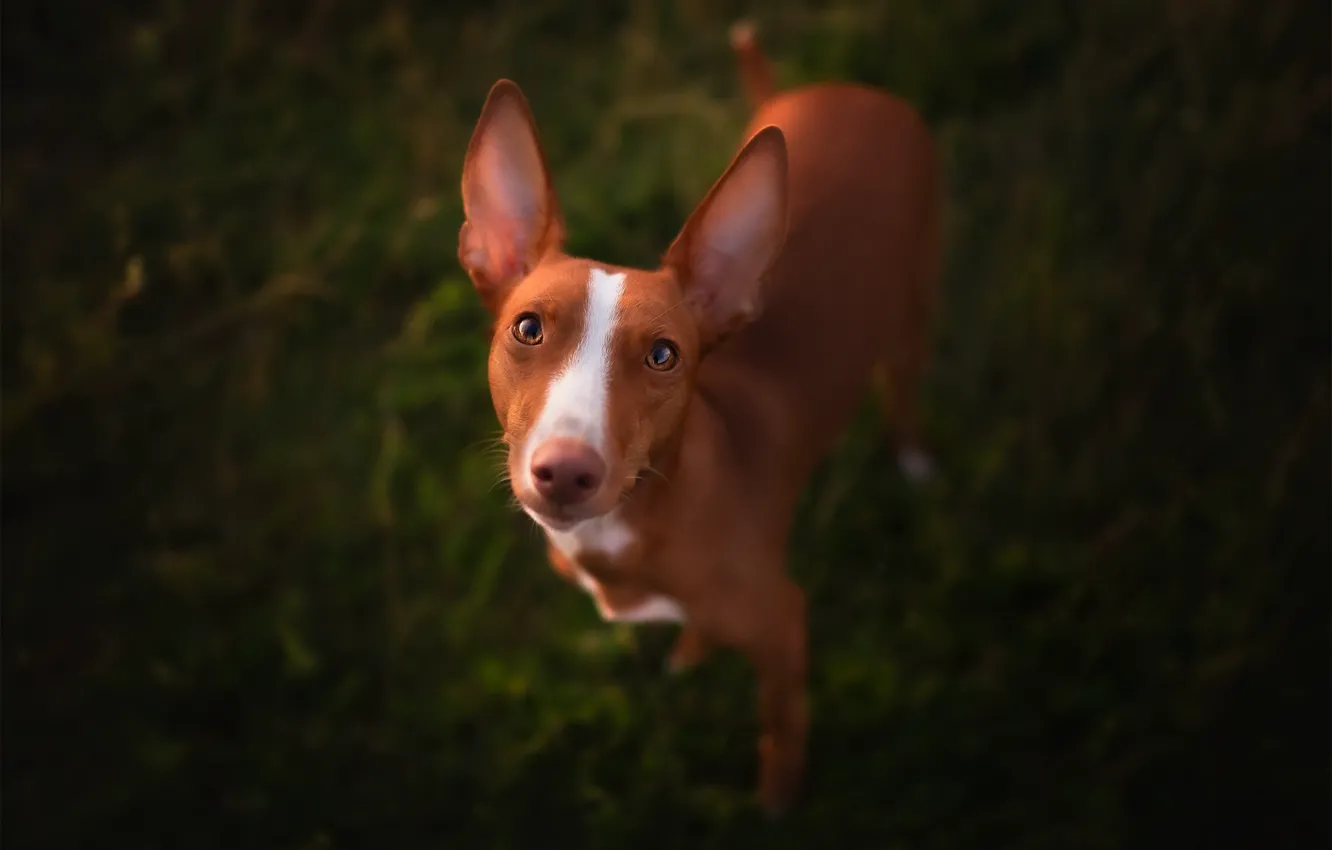 Photo wallpaper nature, each, dog