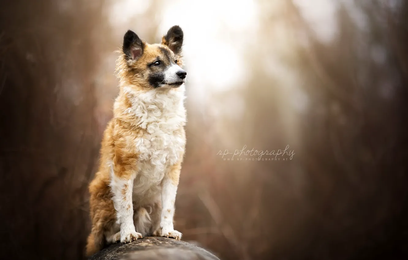 Photo wallpaper look, each, dog