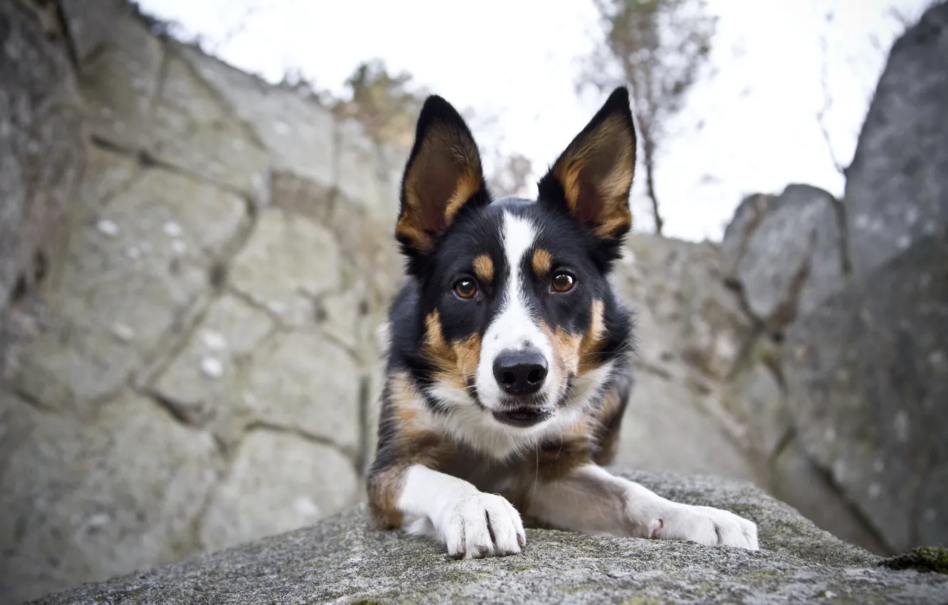 Photo wallpaper look, each, dog