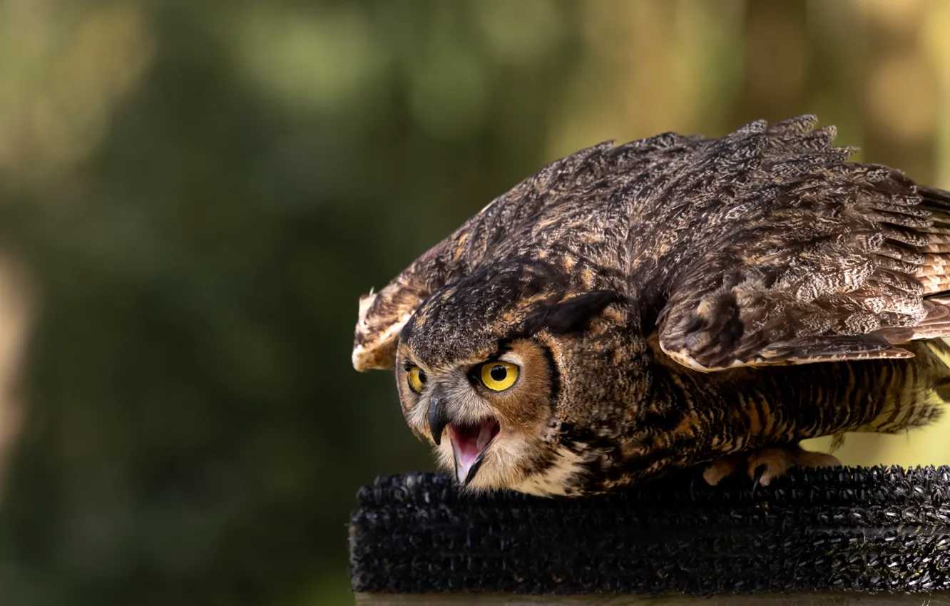 Photo wallpaper pose, owl, bird, Creek, bokeh, owl