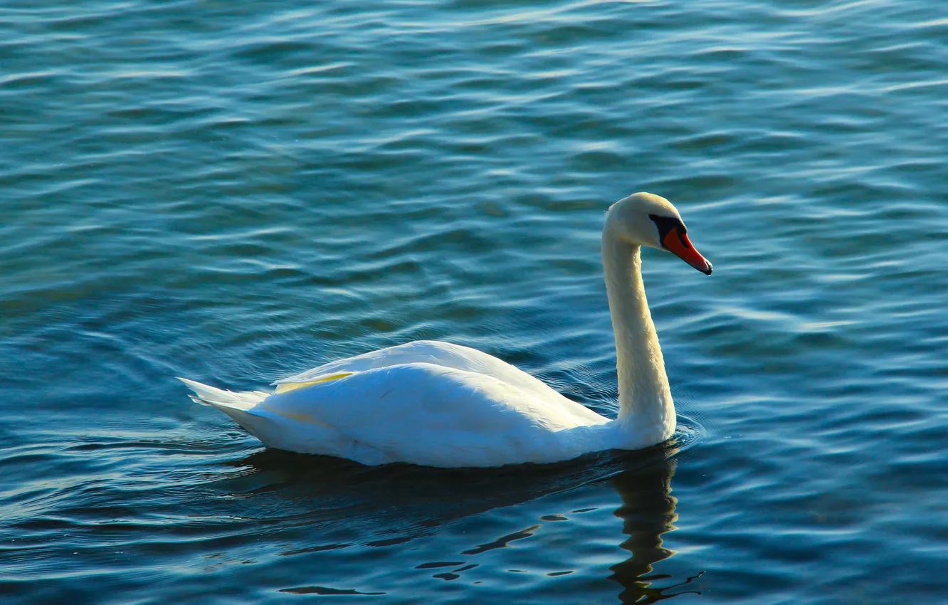 Photo wallpaper swan, bird, water