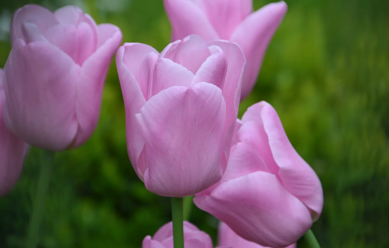 Photo wallpaper macro, tulips, flowering, bokeh