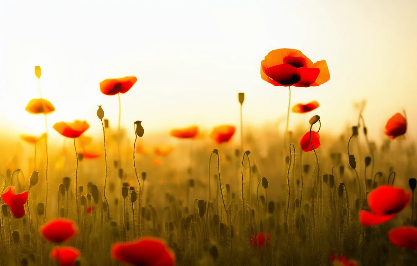 Photo wallpaper flowers, red, Maki, bokeh, poppy field