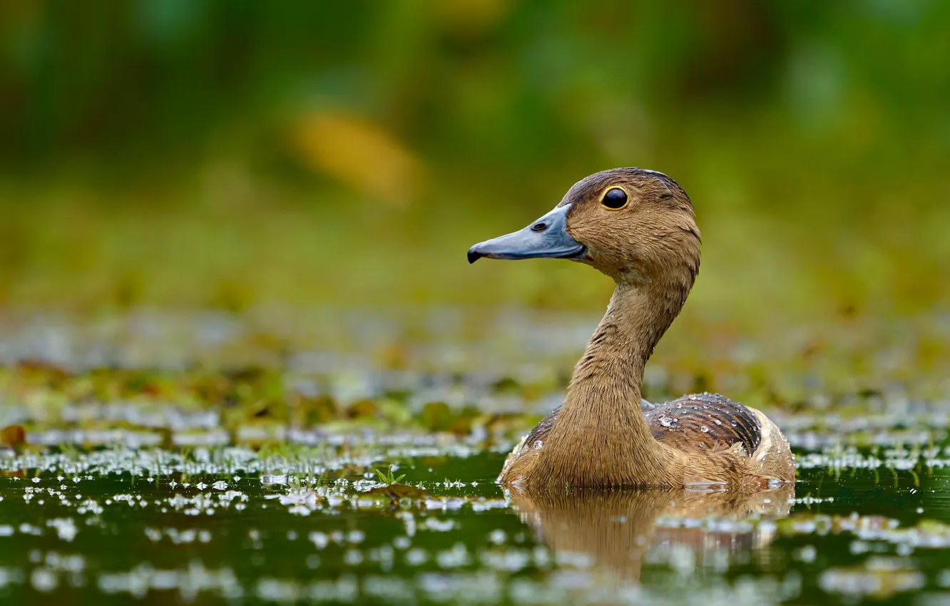 Photo wallpaper bird, duck, pond, Pintail