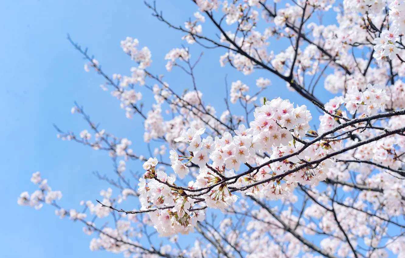 Photo wallpaper the sky, flowers, branches, cherry, spring, Sakura, white, flowering