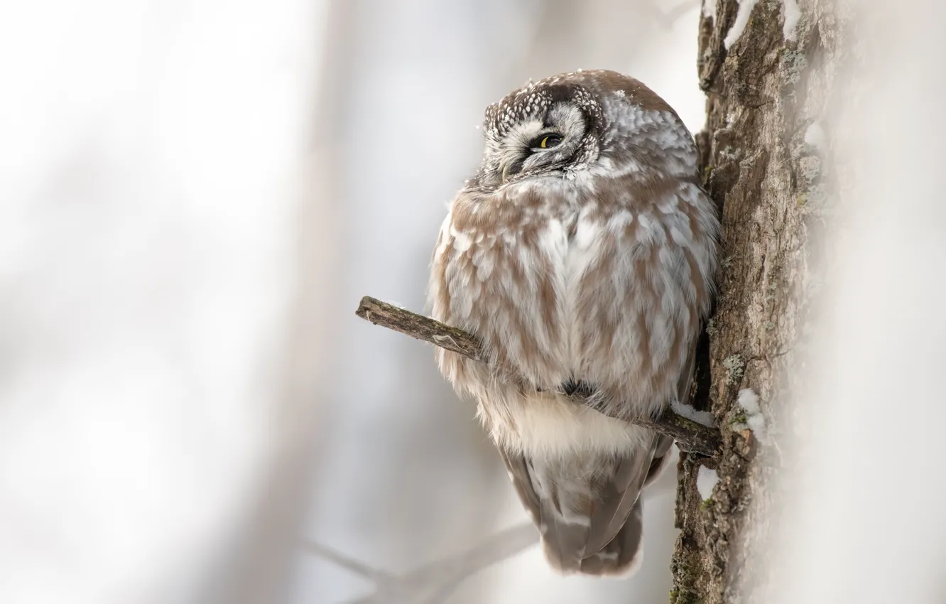 Photo wallpaper winter, trees, branches, owl, bird, owl, sitting on a branch, ruffled