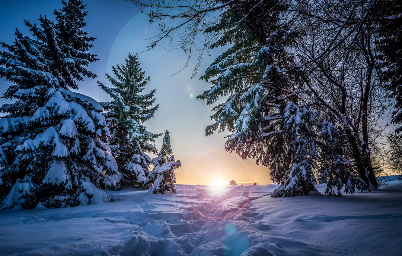 Photo wallpaper winter, the sun, snow, trees, sunset, the evening, ate